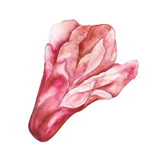 Fleur de grenade rouge illustration aquarelle isolé sur fond blanc