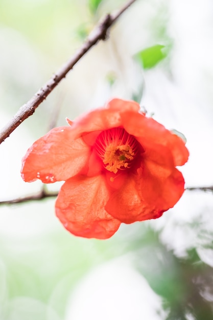 Photo fleur de grenade rouge