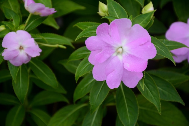 Fleur gros plan Belle violet dans le jardin