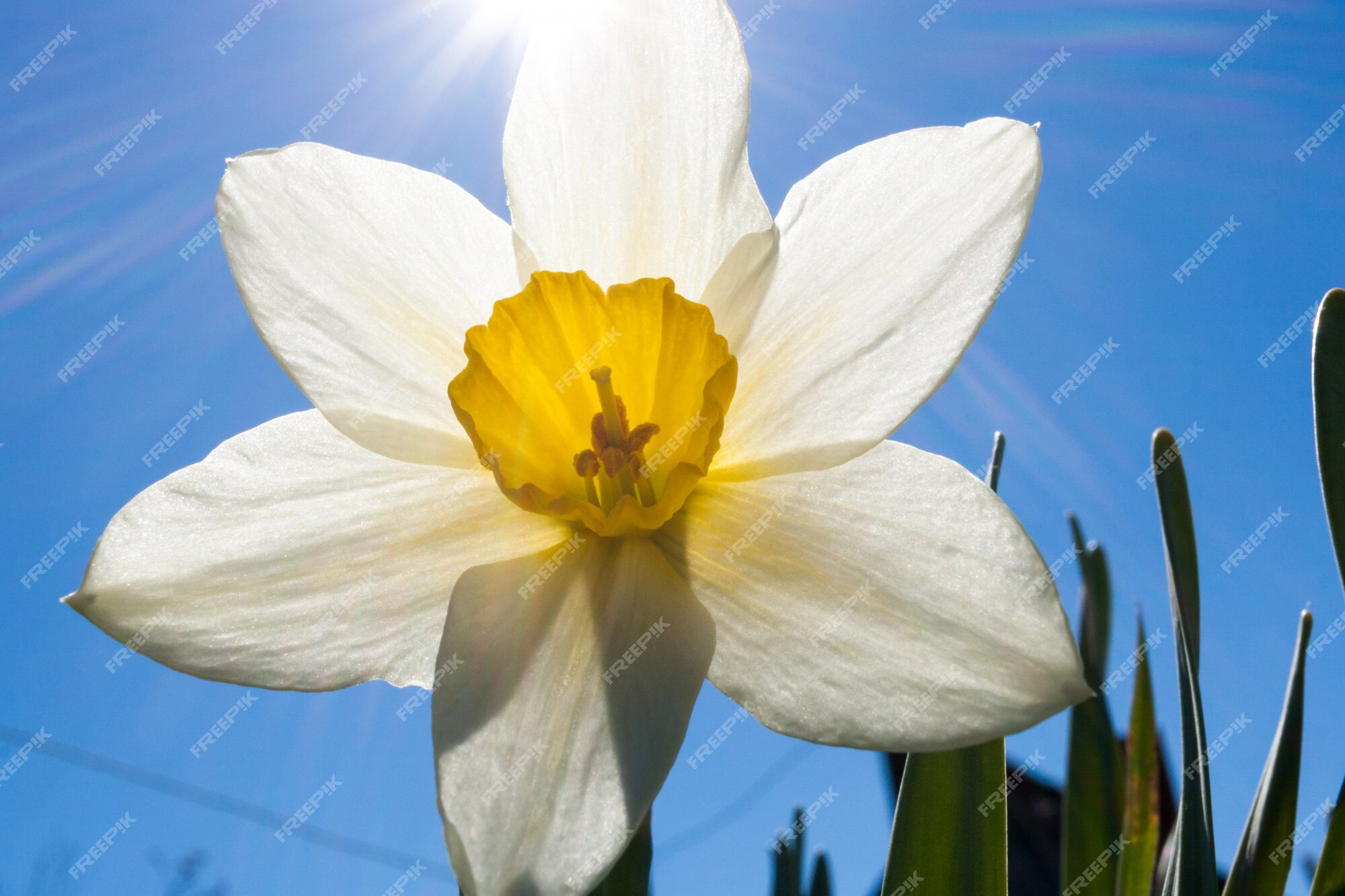 Fleur De Gros Plan De Narcisse Blanc Et Rayons De Soleil Sur Le Ciel Bleu.  | Photo Premium