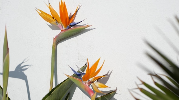 Fleur de grue tropicale oiseau de paradis Strelitzia, California USA. Fleur florale exotique orange, ombre sur mur blanc, plante d'intérieur à la mode naturelle pour le jardinage à la maison. Ambiance estivale de Los Angeles