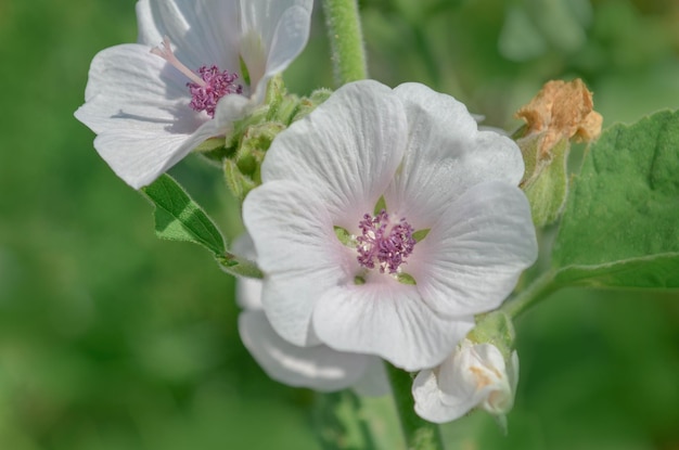 Fleur de guimauve