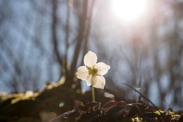 Fleur d'hellébore au premier plan de la scène de la nature