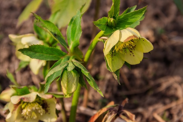 Fleur d'hellébore verte sur un parterre de fleurs dans le jardin