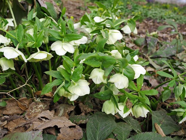 Fleur d'hellébore Whitegreen rose Christroas ou Helleborus foetidus dans le jardin