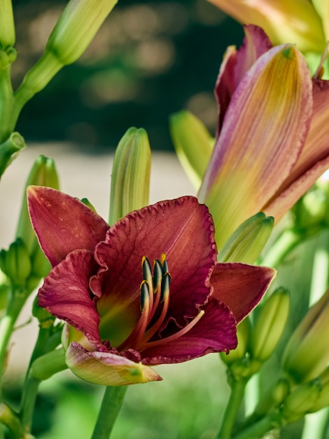 Fleur d'hémérocalle dans le jardin d'été