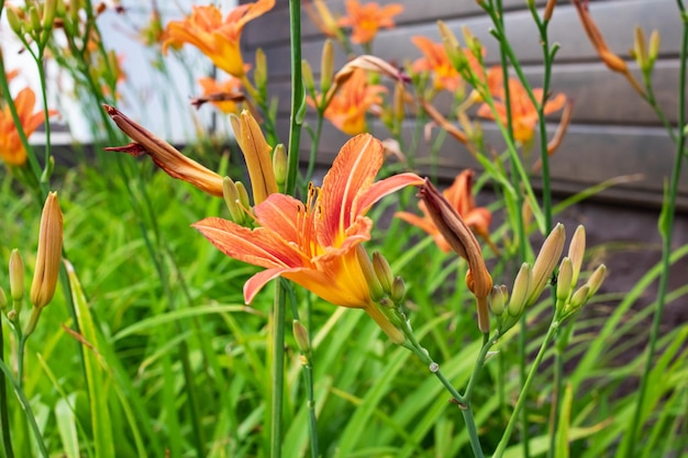 Fleur d'hémérocalle orange parmi les feuilles vertes en gros plan