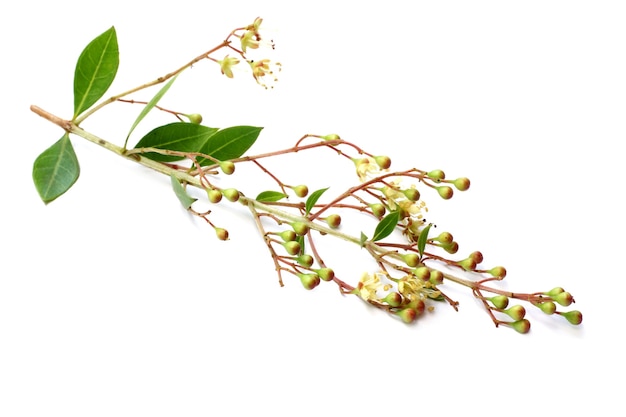 Fleur de henné à base de plantes avec des feuilles