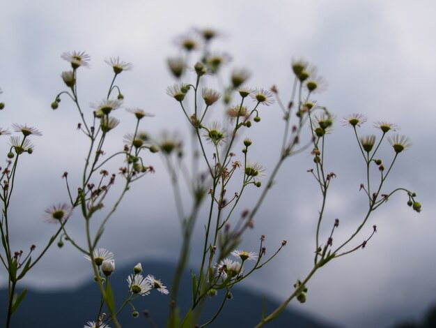 fleur d'herbe blanche sur flou de montagne