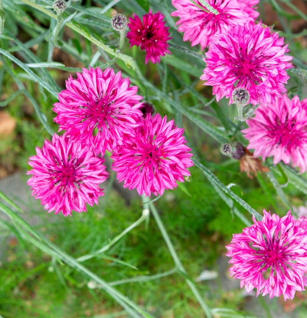 Fleur d'herbe de bleuet rouge