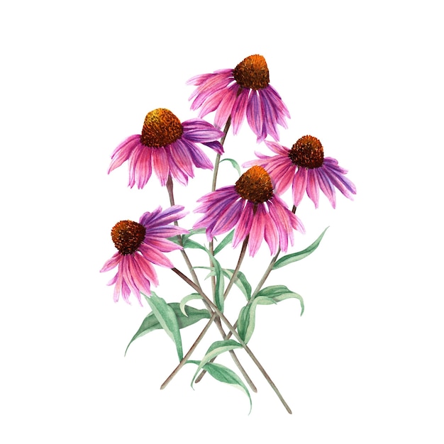 Fleur d'herbe Coneflower Echinacea composition Illustration aquarelle isolée sur fond blanc