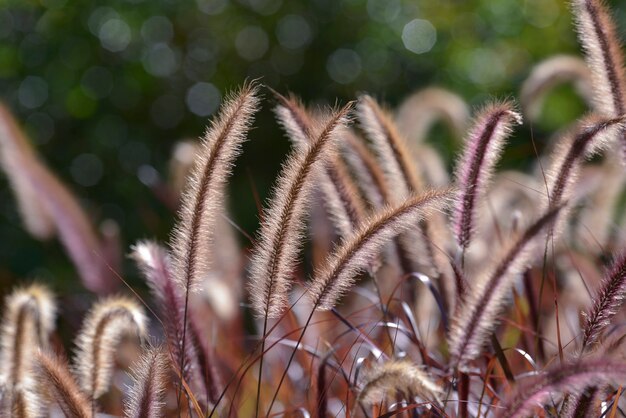 Fleur d&#39;herbe dans la couleur de ton doux