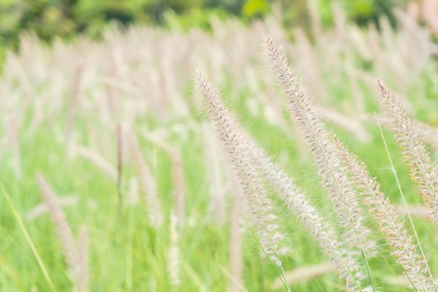 fleur d&#39;herbe dans le jardin