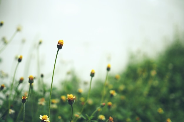 Fleur d&#39;herbe dans le jardin.