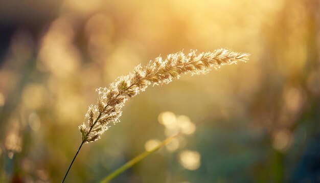 Photo la fleur d'herbe dans le soleil du matin focalisation douce peu profonde dof