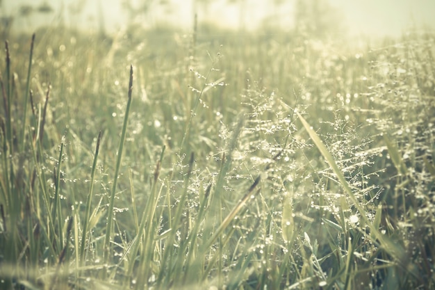 fleur d&#39;herbe avec de l&#39;eau tombe le lever du soleil du matin