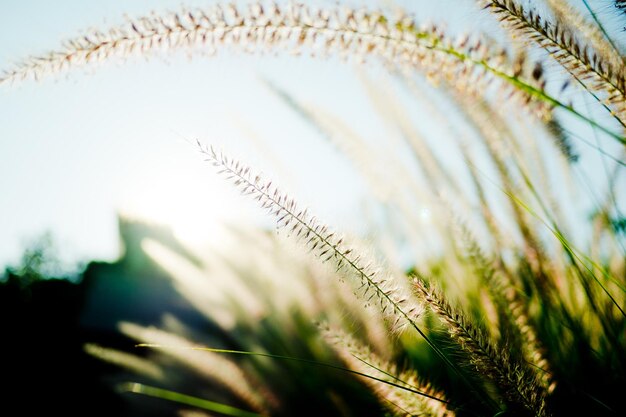 fleur d&#39;herbe, fond de champ nature