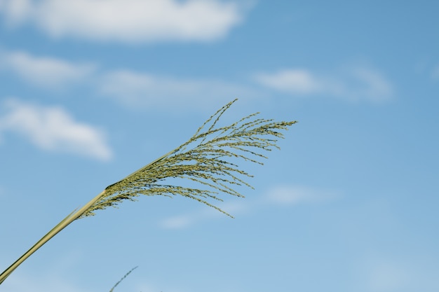 fleur d&#39;herbe sur fond de ciel bleu