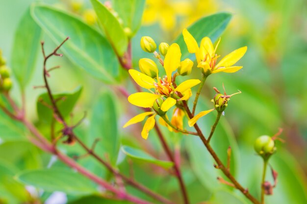 Fleur d&#39;herbe jaune