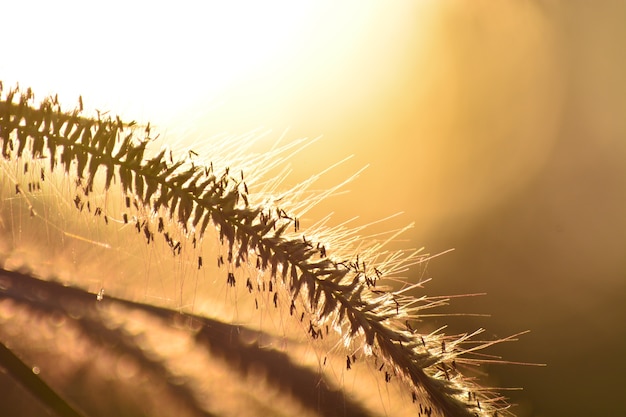 fleur d&#39;herbe avec la lumière brouillée derrière