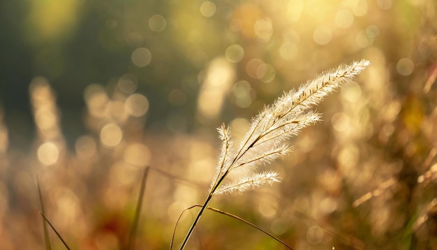 La fleur d'herbe à la lumière du matin avec un beau bokeh