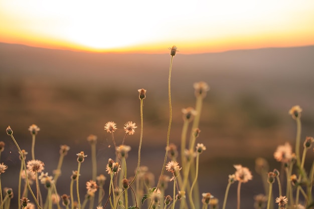 Fleur d'herbe avec lumière du soir