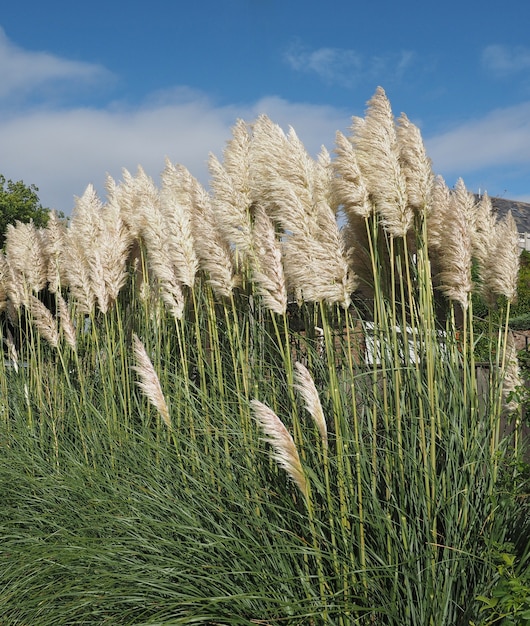 Fleur d'herbe de la pampa blanche