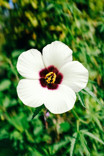 Photo une fleur sur l'herbe photo