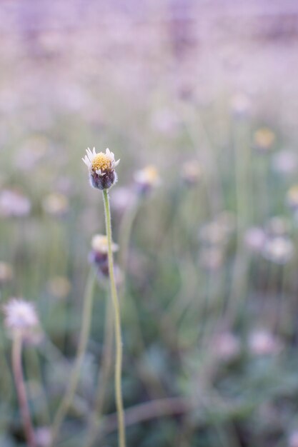 Fleur de l&#39;herbe sur le pré au soleil nature fond printemps