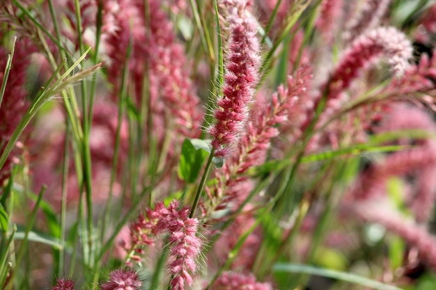 Photo fleur d'herbe sauvage badami bagalkot