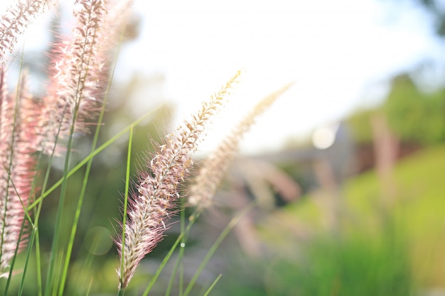 Fleur d&#39;herbe sauvage nature au coucher du soleil doré. Faible profondeur de champ.