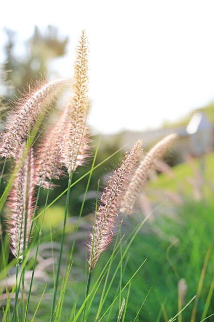 Fleur d&#39;herbe sauvage nature au coucher du soleil doré. Faible profondeur de champ.