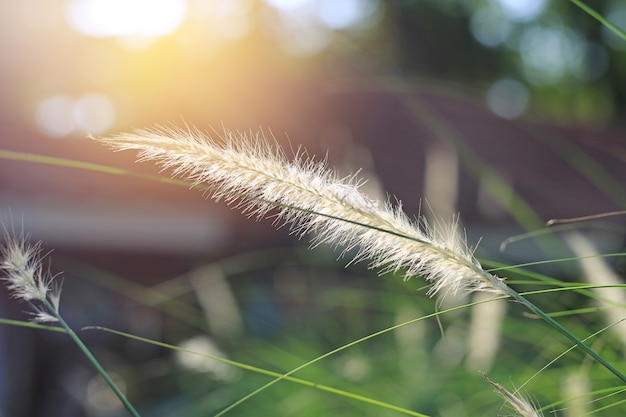 Fleur d&#39;herbe sauvage nature. Coucher de soleil doré dans la nature. Faible profondeur de champ.