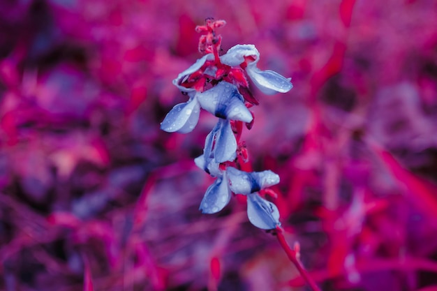 Fleur d'herbe sauvage pourpre en fleurs