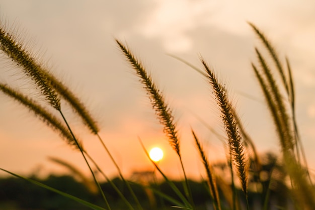 Fleur d'herbe tropicale abstraite silhouette floue ou herbe de fontaine setaceum pennisetum au coucher du soleil