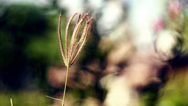 Fleur d&#39;herbe