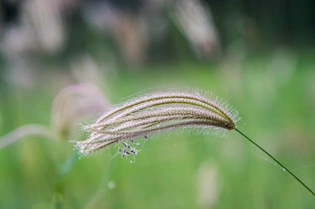 fleur d'herbe