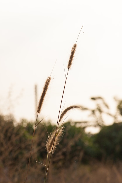 Fleur d&#39;herbe.