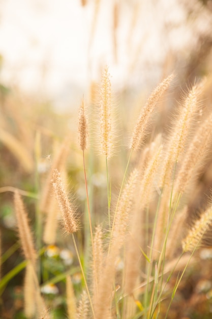 fleur de l&#39;herbe