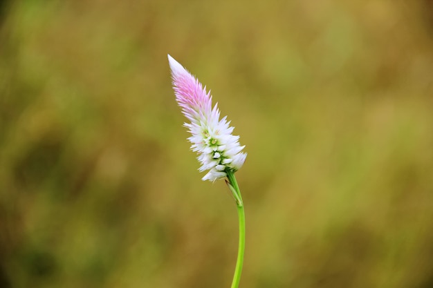 fleur d&#39;herbe