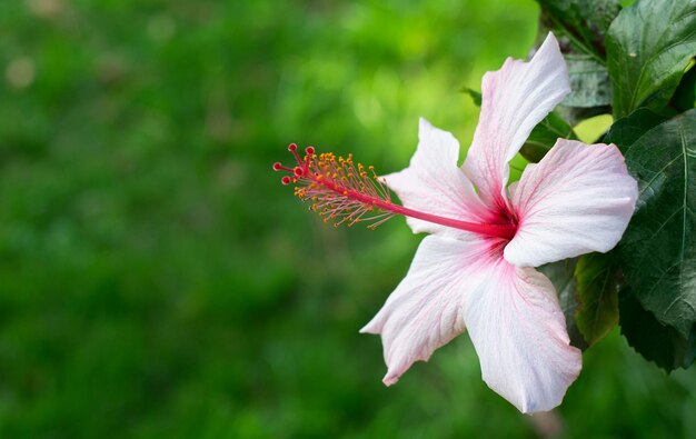 Photo fleur hibisco de cerca