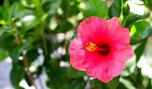 Fleur d'hibiscus aux feuilles vertes