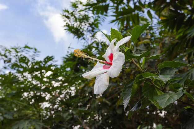 Photo fleur d'hibiscus blanche dans le jardin