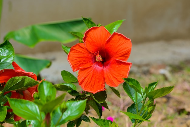 Fleur d&#39;hibiscus. DOF peu profond