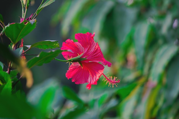 Fleur d'hibiscus de la famille des mauves Malvaceae en fleur