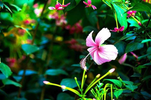 Fleur d'Hibiscus de la famille des mauves Malvaceae Hibiscus rosasinensis fleur de chaussure connue en pleine floraison