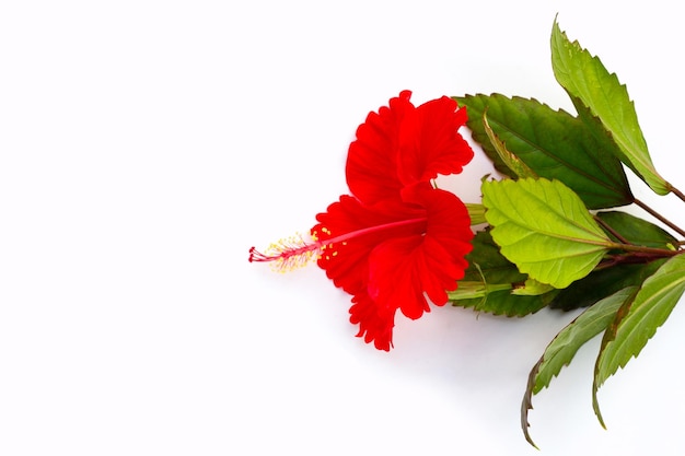 Fleur d'hibiscus avec des feuilles sur fond blanc