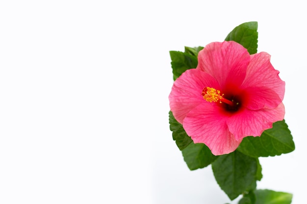 Fleur d'hibiscus sur fond blanc