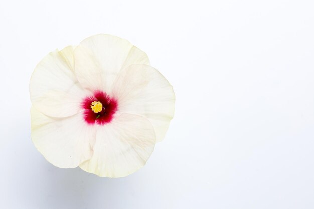 Fleur d'hibiscus sur fond blanc