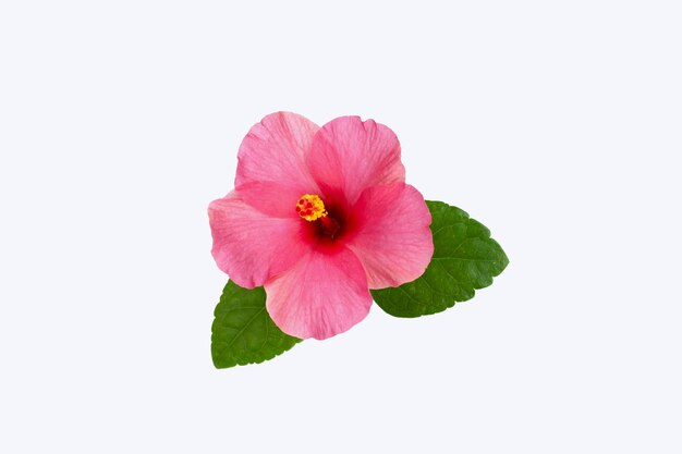 Une fleur d'hibiscus sur fond blanc